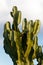 Cactuses in a tropical garden in Lanzarote. Lanzar