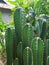 Cactuses in village nature, Bangladesh. Cactus is a medicinal herbs medicine for ayurveda treatment