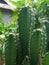 Cactuses in village nature, Bangladesh. Cactus is a medicinal herbs medicine for ayurveda treatment.