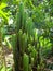 Cactuses in village nature. The Cactus plant is a member of the plant family Cactaceae.