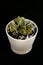 Cactuses in the white pot on a black background. Isolated succulents. Lithops. Bright green houseplant.