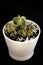 Cactuses in the white pot on a black background. Isolated succulents. Lithops. Bright green houseplant.