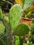 cactusâ€‹ Tree of Thornsâ€‹ inâ€‹ gardenâ€‹ decorationâ€‹