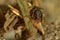 Caddisflie larvae under water