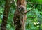 Cades Cove Barred owl