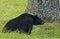 In Cades Cove, a black bear feeds on walnuts.