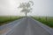 Cades Cove Road in the fog