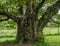 Cadzow Oak Tree, Hamilton, Scotland