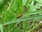 Caelifera grasshopper on a leaf