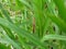 Caelifera grasshopper on a leaf brand