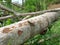 Caelifera grasshopper on a wooden branch