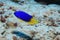 Caerulean damsel fish underwater in the Indian Ocean