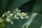 Caeruleum aubl, small white flowers