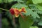 Caesalpinia flower beautiful perennial flowers with reddish-orange color.