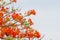 Caesalpinia pulcherrima colourful bloom summer