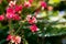 Caesalpinia pulcherrima red bird of paradise flower close up Tobago