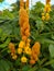 Caesalpinia Sappan Flower on blurred green background close up. High quality photo