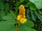 Caesalpinia Sappan Flower on blurred green background close up. High quality photo