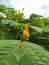 Caesalpinia Sappan Flower on blurred green background close up. High quality photo