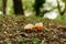 Caesar mushroom - Amanita caesarea in the grass in the autumn forest. Edible fungus of the Amanitaceae family -