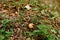 Caesar mushroom - Amanita caesarea in the grass in the autumn forest. Edible fungus of the Amanitaceae family -