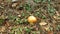 Caesar mushroom - Amanita caesarea in the grass in the autumn forest. Edible fungus of the Amanitaceae family -