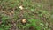 Caesar mushroom - Amanita caesarea in the grass in the autumn forest. Edible fungus of the Amanitaceae family -