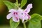 Caesar weed (Urena lobata L) pink flowers