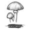 Caesars mushroom sketch. Europe shroom, vector illustration