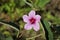 Caesarweed or Congo jute flower, Urena lobata, on tropical forest