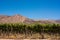 Cafayate vineyards in southamerica on a summetime