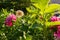 Cafe Au Lait Dahlias. Beautiful large dinnerplate dahlias flowerbed. Ornamental cutting garden.