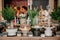 Cafe interior decoration old wood counter with tropical plant pots and ceramic trays with assorted pastries