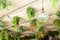 Cafe interior with elements of biophilic design. The ceiling is decorated with hanging indoor plants. The concept of