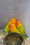 A cage of cute parrots for sale in the flower and bird market