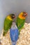 A cage of cute parrots for sale in the flower and bird market