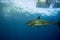 Cage dive with Great White shark ready to attack