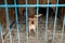 Cage with dogs in animal shelter