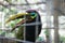 Caged angry toucan in a cage in Macaw Mountain Bird Park, Copan Ruinas, Honduras