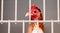 A Caged Chicken In The Poultry Competition At An Agricultural Show