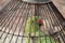 A caged green parrot looking out