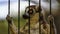 Caged Lemur at Zoo