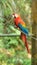 Caged macaw on a rope in Ecuadorian amazon. Common names: Guacamayo or Papagayo