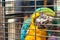 Caged macaw at Yuen Po Street bird market, Mong Kok, Hong Kong