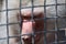Caged male baboon avoiding eye contact