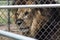 Caged Male Lion with a mane behind a fence & x28;Panthera leo& x29;