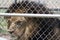 Caged Male Lion with a mane Closeup through fence & x28;Panthera leo& x29;