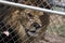 Caged Male Lion with a mane waits for meat on a fork from keeper through fence & x28;Panthera leo& x29;