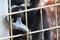 Caged monkey looks outside with thumb in mouth