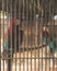 Caged Red Parrots in Rehabilitation Farm in Aruba